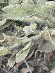 Heterotheca