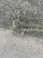 Heterotheca