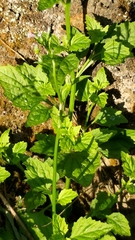 Lobelia cliffortiana