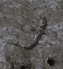 Periophthalmus argentilineatus