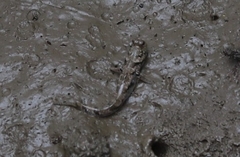 Periophthalmus argentilineatus