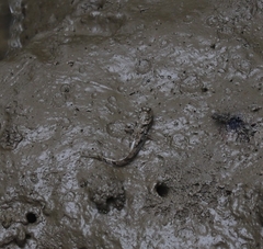 Periophthalmus argentilineatus