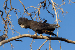 Calyptorhynchus banksii