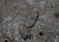 Periophthalmus argentilineatus