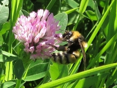 Bombus distinguendus