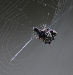 Gasteracantha sacerdotalis