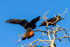 Calyptorhynchus banksii