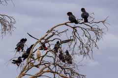 Calyptorhynchus banksii