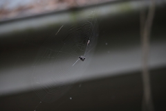 Gasteracantha sacerdotalis