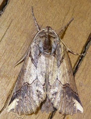 Declana junctilinea