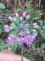 Allium chinense