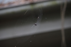 Gasteracantha sacerdotalis