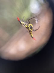 Gasteracantha westringi