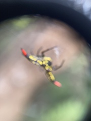 Gasteracantha westringi