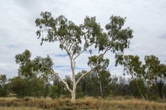 Corymbia aparrerinja