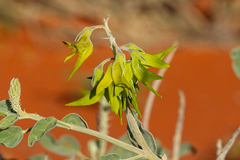 Crotalaria cunninghamii