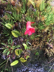 Rhododendron saxifragoides