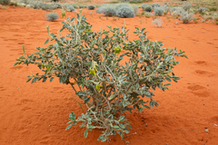 Crotalaria cunninghamii