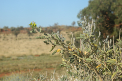 Crotalaria cunninghamii
