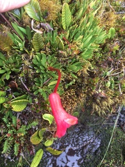Rhododendron saxifragoides