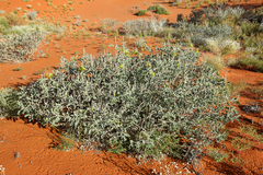 Crotalaria cunninghamii