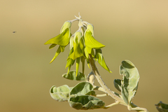 Crotalaria cunninghamii