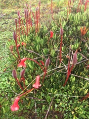 Rhododendron saxifragoides