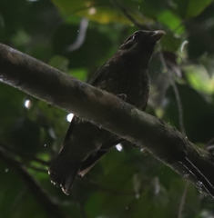 Ailuroedus maculosus