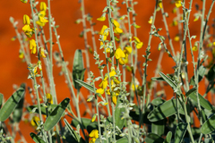 Crotalaria smithiana