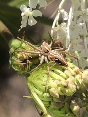 Oxyopes amoenus