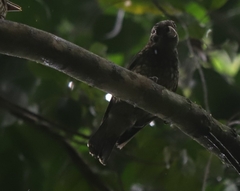 Ailuroedus maculosus