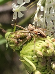 Oxyopes amoenus