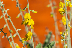 Crotalaria smithiana
