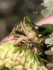 Oxyopes amoenus