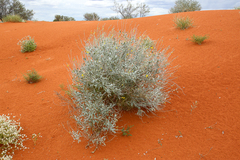 Crotalaria smithiana