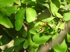 Phimenes flavopictus