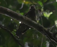 Ailuroedus maculosus