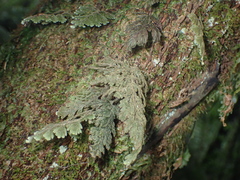 Hymenophyllum frankliniae