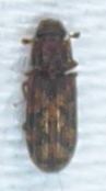 Bitoma insularis