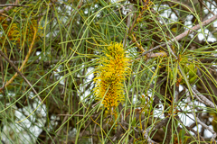 Hakea eyreana
