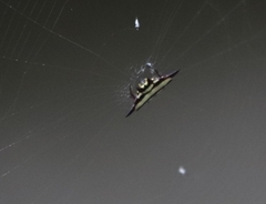 Gasteracantha fornicata
