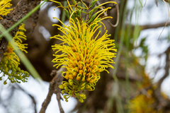 Hakea eyreana