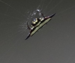 Gasteracantha fornicata
