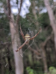 Argiope aetherea