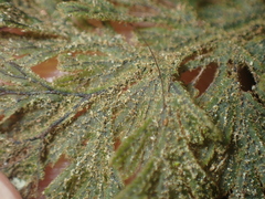 Hymenophyllum frankliniae