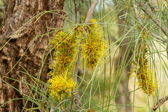Hakea eyreana