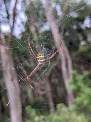 Argiope aetherea