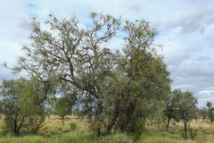 Hakea eyreana