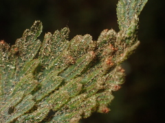 Hymenophyllum frankliniae