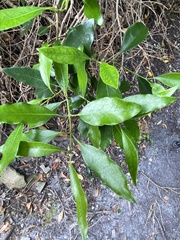 Olea capensis macrocarpa